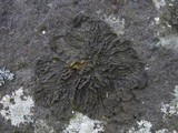 Collema subnigrescens image