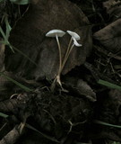 Strobilurus trullisatus image