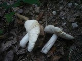 Russula pelargonia image