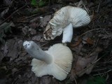 Russula pelargonia image