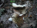 Russula pelargonia image