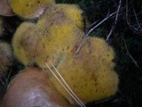 Suillus bovinus image