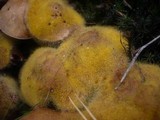 Suillus bovinus image