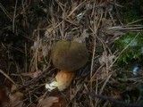 Boletus ferrugineus image