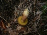 Boletus ferrugineus image