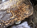 Stereum rameale image
