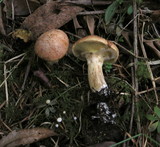 Suillus caerulescens image