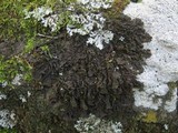 Collema ryssoleum image