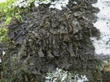 Collema ryssoleum image
