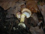Armillaria gallica image