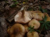 Armillaria gallica image