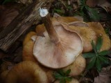 Armillaria gallica image