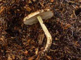 Pholiota spumosa image