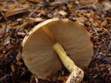 Pholiota spumosa image