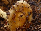 Pholiota spumosa image