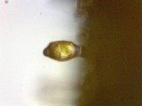 Pholiota spumosa image