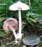 Volvariella hypopithys image