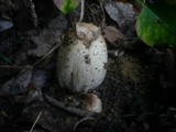 Coprinopsis romagnesiana image