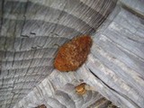 Gloeophyllum sepiarium image
