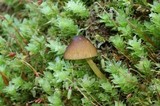 Pluteus romellii image