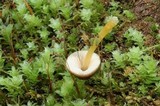 Pluteus romellii image