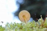 Pluteus romellii image