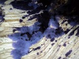 Punctularia atropurpurascens image