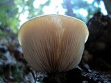 Crepidotus mollis image