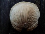 Crepidotus mollis image