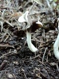Helvella latispora image