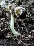 Helvella latispora image