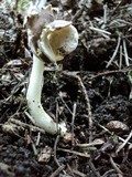 Helvella latispora image