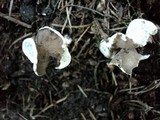 Helvella latispora image