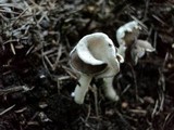 Helvella latispora image