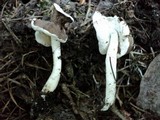 Helvella latispora image