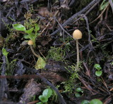 Galerina clavata image