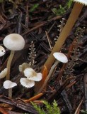 Dendrocollybia racemosa image
