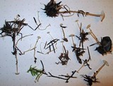 Dendrocollybia racemosa image