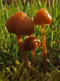 Galerina clavata image