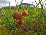 Galerina clavata image