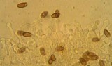 Galerina clavata image