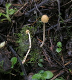 Galerina clavata image