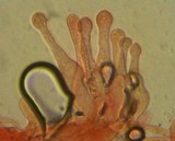Galerina clavata image