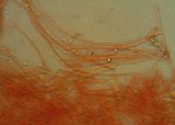 Galerina clavata image