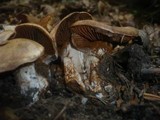 Cortinarius aprinus image