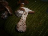 Cortinarius aprinus image