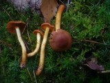 Cortinarius cinnamomeus image