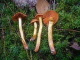 Cortinarius cinnamomeus image