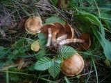 Cortinarius hinnuleus image