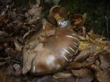 Cortinarius infractus image